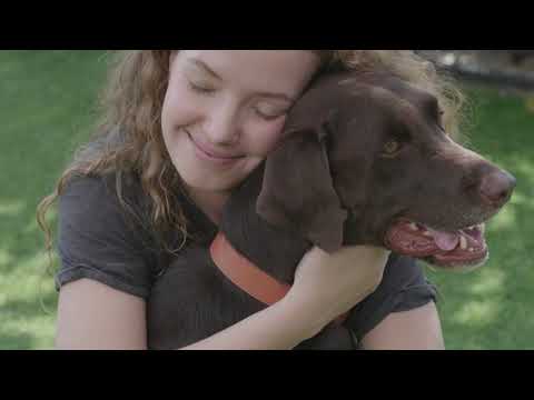 I Love My Doggy (Music Video) - Steve Sargenti