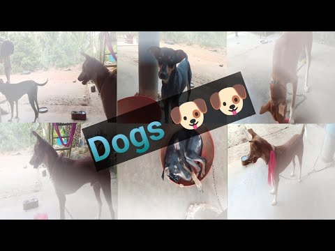 Jealousy dogs 🐶🐕