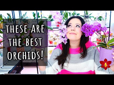 Why I like Orchid hybrids more than species!