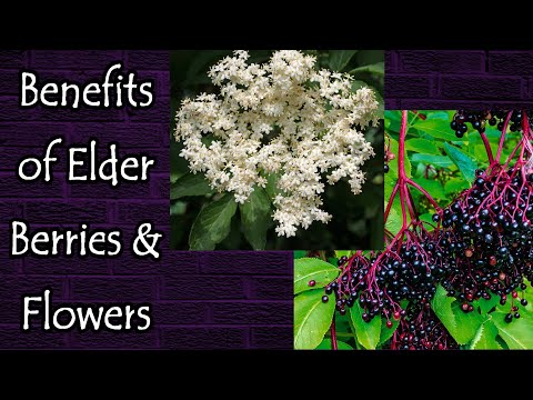 Benefits of Elderberries and Elderflowers