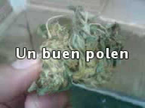 andalucia vandals- volare