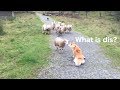 Shiba Befriends Sheep