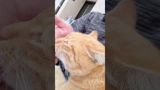 野良猫との戯れ89 #野良猫