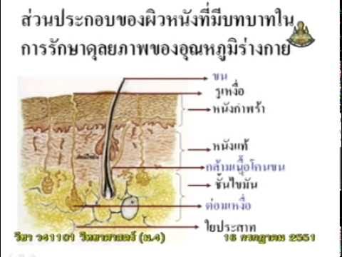 โรคสะเก็ดเงินใหม่ Malyshev โรคผิวหนังภูมิแพ้กับ varices