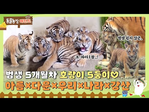 [TV 동물농장 레전드/SUB] 태범×무궁 독립시키고 육아의 달호가 된 ‘건곤이’와 ‘아기 호랑이 5둥이’🐯풀버전 다시 보기 #TV동물농장 #AnimalFarm #SBSstory