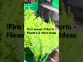Fern leaves #Shorts-Flowers & More Ideas #flower #backyard  #flowers #flowerarrangements #nature