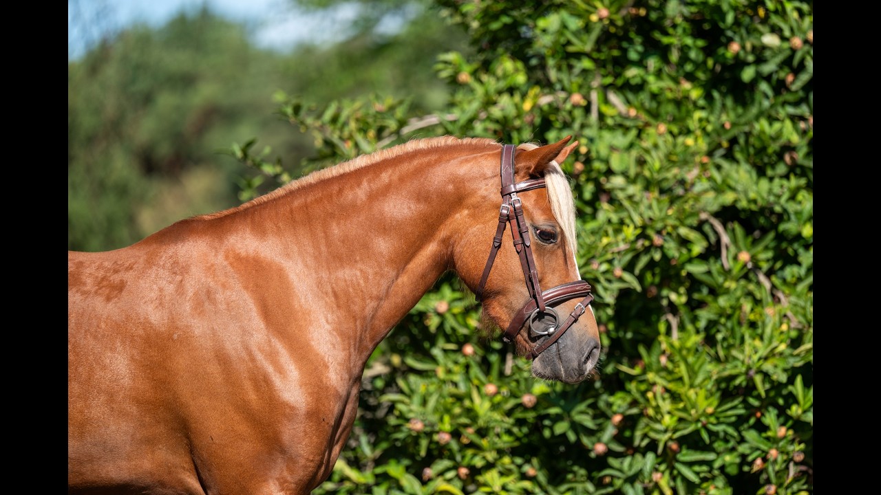 Liezelshof Daydream (LIEZELSHOF HELIO x TREVALLION AMBASSADOR) video 3