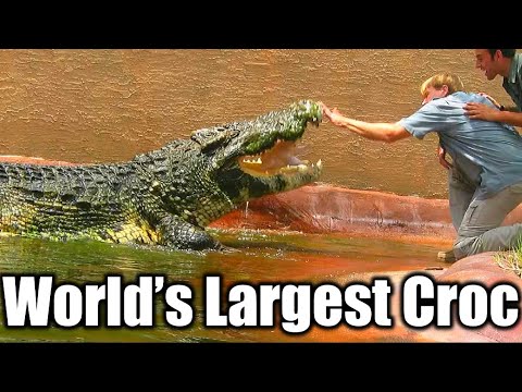 Giant Crocodile Caught in the Philippines 