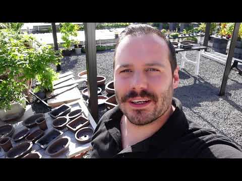 Neue Bonsai-Schalen und Bäume im Shop