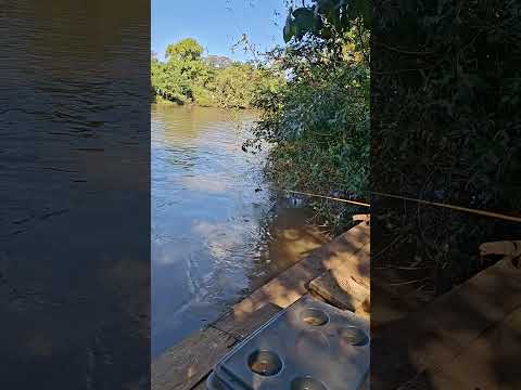 Rio brilhante em MS os coração de boi.