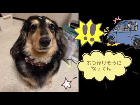 ワンワンU・x・Uお悩み相談室7️⃣5️⃣〜敦賀市「マロくん」#信号交差点での右左折時はしっかり確認 #横断歩行者がいたら一時停止🚶‍♂️ 🚙