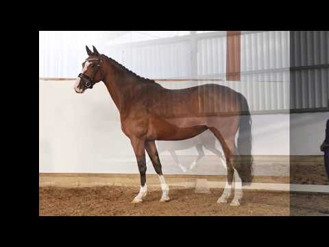 TERBOFENS MAJA 4j. braune Stute v. The braes my mobility - Benetton Dream