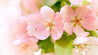 Relaxing Morning Music - Positive Energy and Stress Relief (Taylor)