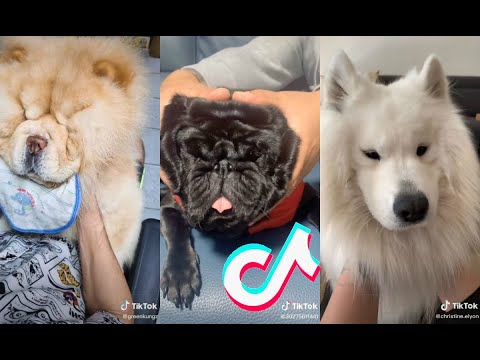 Best of Dog Face Squeeze Tik Tok Compilation of April 2020