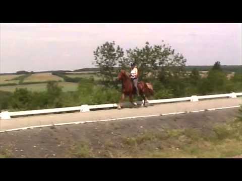 Kjarkur-Verkaufspferd-Grenzlandhof