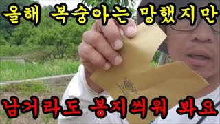 복숭아농사 복숭아를 망쳤어도 복숭아봉지를 씌워봅니다.