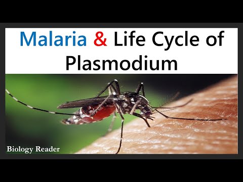 Life Cycle of Plasmodium Species - Asexual phase, Sexual phase, Video & Summary - Biology Reader