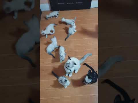 Siamese Cats | Cuteness Overload #AdorableCats