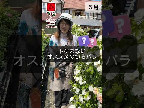 目的や条件に合わせて、屋外用のつる性の花はどれを選べばいいのでしょうか？  庭園