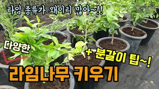 라임나무키우기 4가지라임(태국라임 키라임 핑거라임 카피르라임)을 화분갈이 해주었습니다. 화분갈이방법