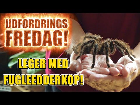 Udfordrings-fredag - Leger med fugleedderkop!