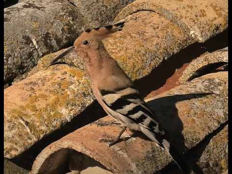 ABUBILLA | HOOPOE | Upupa epops