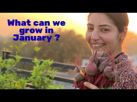 What can be grown in the month of January ? Vegetables and flowers for January for a roof top garden
