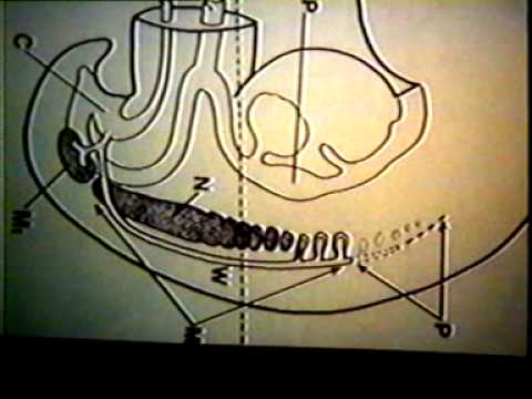 Dr Eduardo Kremenchutzky - Embriologia - Riñon