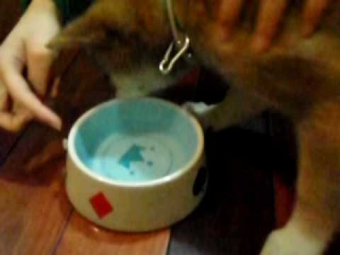 秒殺比一比(原發表者:阿福仔)(影片)