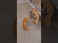 cat vs lion 😱#shorts#cats#lion