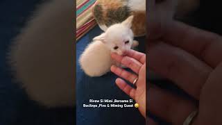 Download lagu Review of Mimi & Her Child Guest 😄 #adadishorts #villagecat #cutecat #localcat mp3 Download lagu Review of Mimi & Her Child Guest 😄 #adadishorts #villagecat #cutecat #localcat mp3