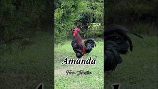 Amanda, Oh Amanda, Amanda! #amanda #manda #rooster #chickens #farmjokester #nameyellingchicken