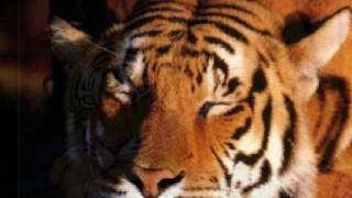 Gustavo Cerati  -  Especie