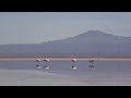 Lithium Mining Stirs Fight Over Flamingos In Chile