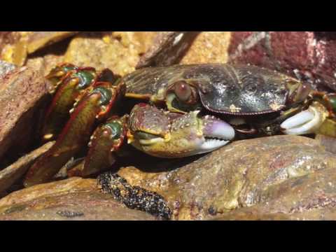 Slovak philharmonic in Oman