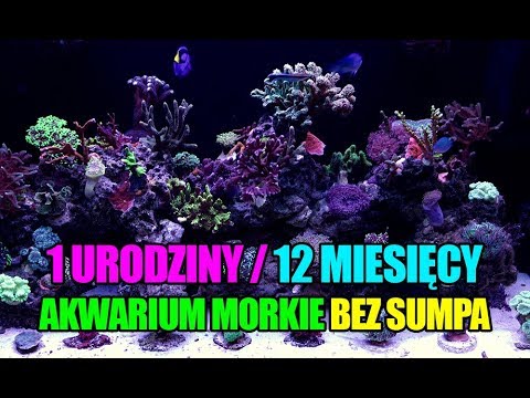 (83) Glossy Reef 200 / Update 12 miesięcy - Akwarium morskie - Reef aquarium