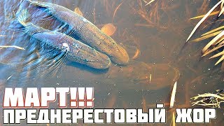 На что ловят щуку в конце марта