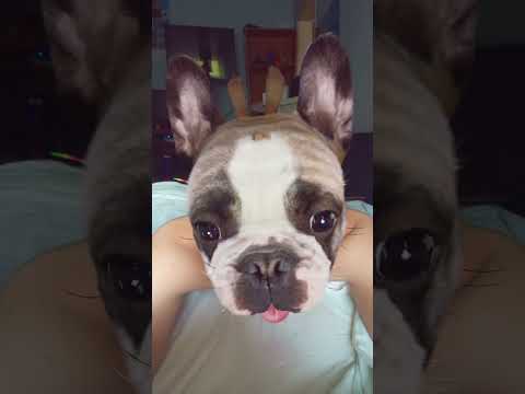 Pošalji ovaj video nekome tko voli pse 🥰🐶#bibotv #balkan