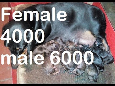 download lagu mp3 mp4 Dachshund Puppies Price, download lagu Dachshund Puppies Price gratis, unduh video klip Dachshund Puppies Price