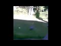 Wood Pigeons Chasing Each Other
