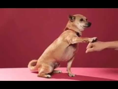 handshake giveing dogg