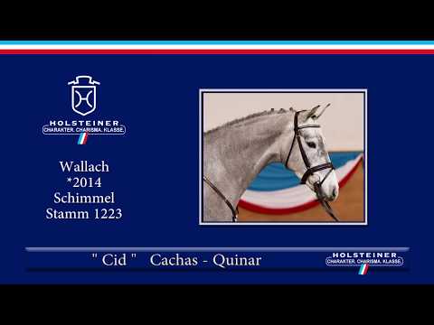 Holsteiner Frühjahrsauktion 2019 | Nr. 101 - Cid v. Cachas - Quinar
