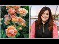 13 Rose Varieties Garden Answer