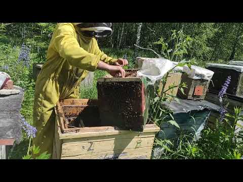 Роеловство. Снова словил в лесу бродячий супер рой с элитными показателями . #Роеловство