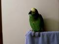 Parrot Sound Effects