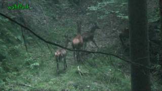 preview picture of video 'Rotwild im Odenwald 29.09.2009'