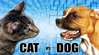 Cats vs Dogs Compilation 2014 [HD]