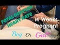 FETAL HEART RATE GENDER PREDICTION | 14 WEEKS PREGNANT