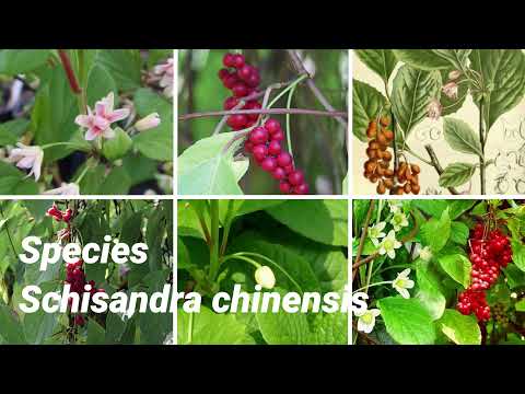 Schisandra chinensis species | Plants of earth | 1minute video