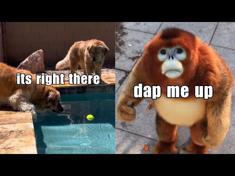 Funny Animal Voiceovers (Ep.2)